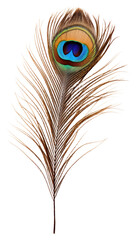 Obraz premium PNG Animal bird lightweight illustrated