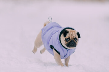 A pug in a warm jacket runs through the snow in nature.