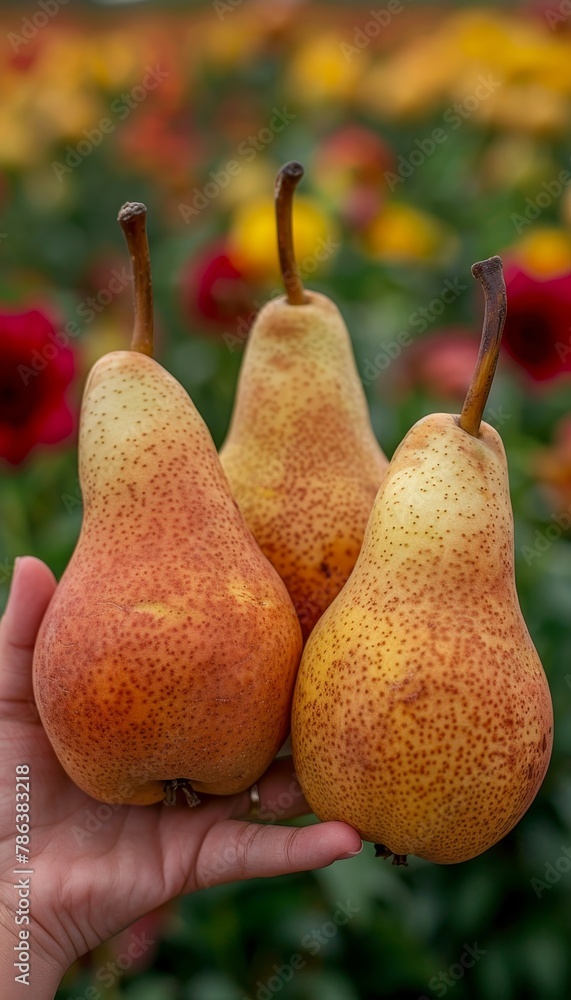 Poster hand holding fresh pear, selective focus on blurred pears with ample space for text placement