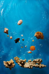 Seashells, reef and stones in bright blue ocean water