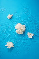 White chrysanthemum flowers in bright blue water