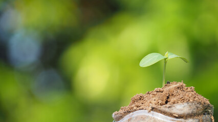 Young plant in the morning light on nature background