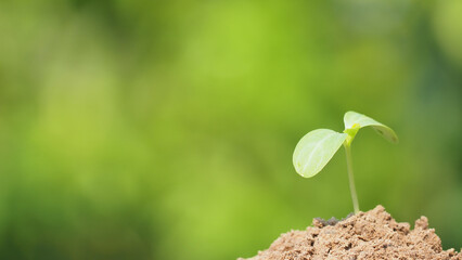 Young plant in the morning light on nature background