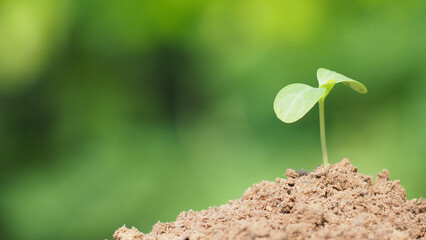 Young plant in the morning light on nature background