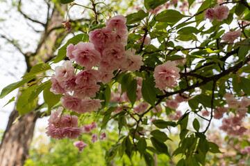 Pink cherry blossoms in spring in the park 