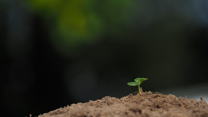 Young plant in the morning light on nature background