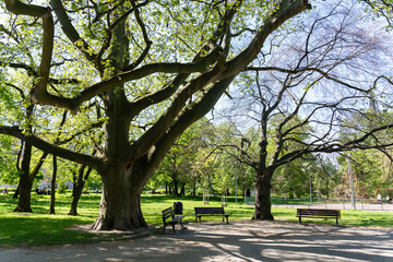 The trees in the park are of unusual width and the benches near them. 