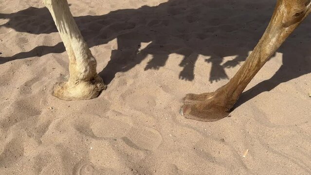 Camels legs on sandy beach, camel walks, offering rides to tourists as form of entertainment at a resort, a tourism and vacation concept. 
