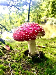red mushroom in the forest