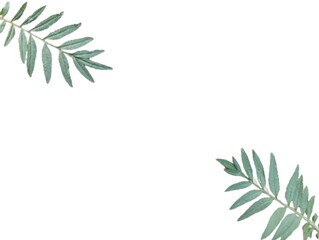 Obraz premium Branch of leaves Green leafy plant isolated on white background.Decorating plant branches and leaves to make cards, letters, and messages.