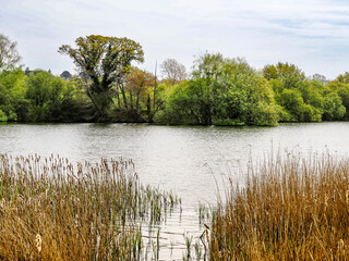 Waters Edge - treelined in a natural setting with lake