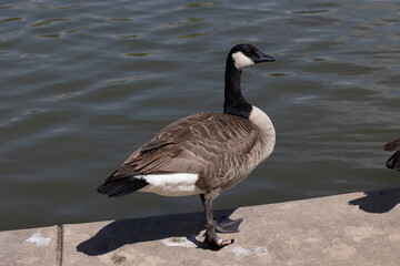 Canadian geese living at tower grove park in st louis mo