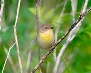 Close up of a female common yellowthroat perched on weeds.