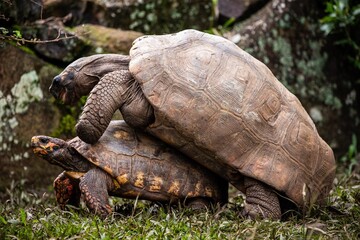 Fototapeta premium Chelonoidis chilensis (Jabuti)(Chaco tortoise)