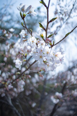 ソメイヨシノ