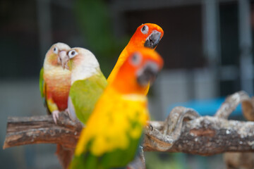 Papagei klein verschiedene Farben