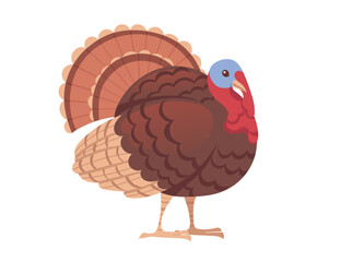 Cute turkey bird cartoon animal design vector illustration isolated on white background