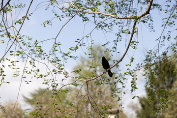 Black bird up in a tree near st louis mo