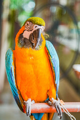 Ara Papagei tropisch