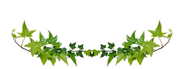 Green leaves Hedera algeriensis or  ivy evergreen climbing jungle vine hanging ivy plant bush isolated on white background with clipping path. Horizontal nature frame.