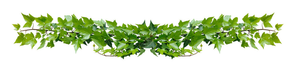 Green leaves Hedera algeriensis or  ivy evergreen climbing jungle vine hanging ivy plant bush isolated on white background with clipping path. Horizontal nature frame.
