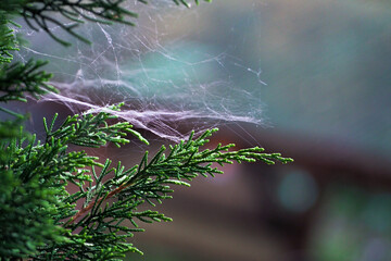 Close-up of green pine trees Christmas tree in the middle of green nature, abstract background