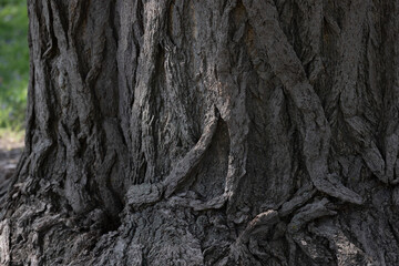 tree trunk morphs at tower grove park