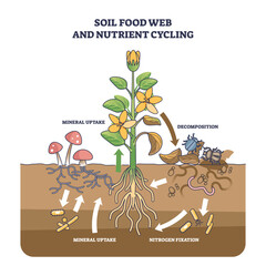 Soil food web and nutrient cycling as plant biological cycle outline diagram. Labeled educational scheme with old leaves decomposition, nitrogen fixation or mineral uptake process vector illustration