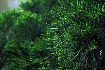 Close-up of green pine trees Christmas tree in the middle of green nature, abstract background