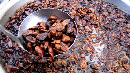Mulberry silkworm larvae are cooked in oil in a large pot. Exotic Korean street food. South Korea