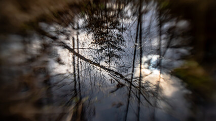 Forest landscape reflectedin water with blurred background on a sunny,spring day in Podlasie.