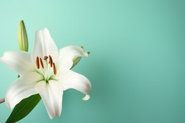 white lily flower made by midjourney
