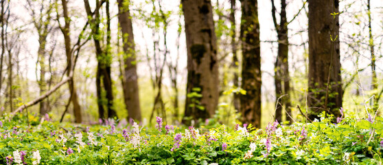 spring forest nature blur background panorama