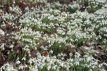 White bell shaped flowers of Snowdrops Galanthus nivalis
