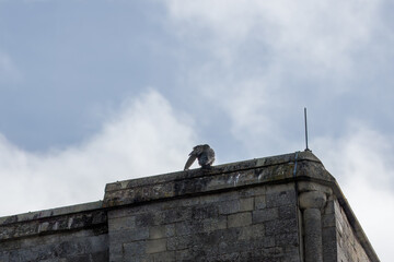 Peregrine Falcon Falco peregrinus perched on Winchester Cathedral Hampshire England