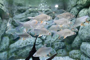 White carp is a native fish of Southeast Asia.