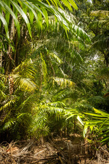 Coastal rainforest, Beautiful green landscape, Vertical photo