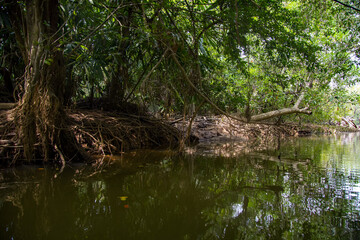 Dschungel Fluss tropisch