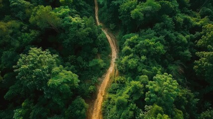 Scenic aerial view of a winding trekking path in a forest. Trekking path in the forest from above, drone view. Aerial top view of a trail in the middle of a forest. Aerial view of footpath in forest