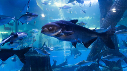 The Mekong Giant Catfish (scientific name: Pangasianodon gigas) is a large, scaleless freshwater...