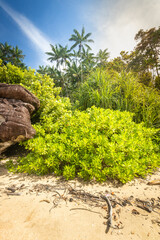 Seaside mangroves and wild coast of Borneo, Landscape, view from the beach to the forest wall, vertical - 786401052