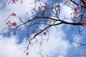 Branch of a tall tree against a background of blue sky.