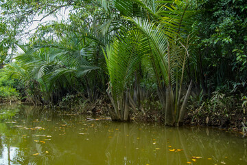 Tropischer Fluss mit Palmen