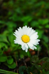 biały kwiat 