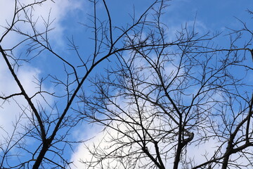 Branch of a tall tree against a background of blue sky.