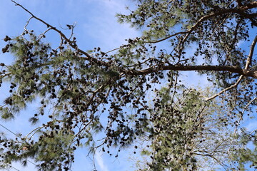 Branch of a tall tree against a background of blue sky.