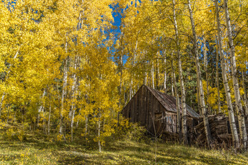 An old wooden shack with rusted metal roof and broken wall boards under a sea of aspen tree in full...