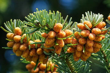 Nordmann Fir - Abies nordmanniana - with orange red staminate cone on branches.