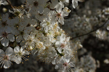 A closeup of some white and pink blossoms
