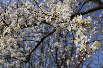 A closeup of some white blossoms